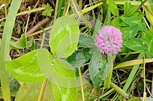 Clover flowers in dew drops. Blurred background