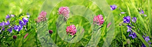 Clover flowers field in sunset.Nature meadow background.