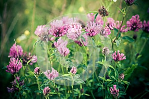 Clover flowers (Gomphrena)