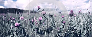 Clover flowers in grass isolated.