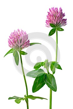 Clover flowers isolated