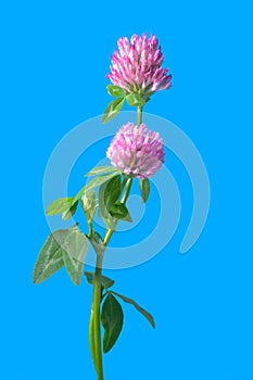 Clover flowers isolated on blue