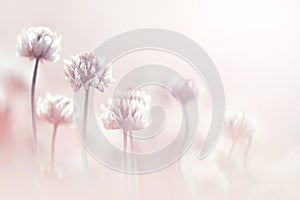 Clover flowers in pastel colore. Spring summer blur background.
