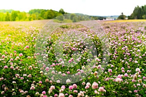 Clover flowers, Trifolium Pratense, outside in a field photo