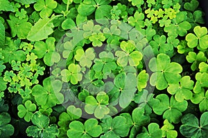 Clover, green background, clover plants botany background