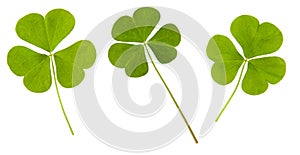 Clover green leaf set isolated on white background