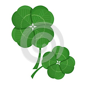Clover green leaves isolated on white background. Trefoil foliage photo