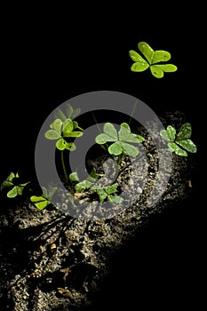 Clover in the ground