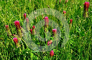 The clover incarnate, also known as purple, is a species of clover from the legume family Fabaceae. The herb is 20 to 50 cm tall
