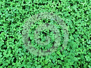 Clover leaf background. Ireland, St. Patrick`s Day. Abstract natural background. Clover leaf texture. Copy space.