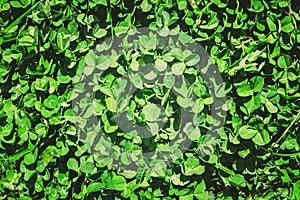 Clover leaf. Happy St. Patrick`s Day.