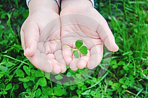 Clover leaf. Happy St. Patrick`s Day. Selective focus
