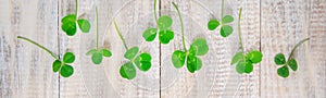 Clover leaf. Happy St. Patrick`s Day. Selective focus