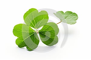 a clover leaf isolated against a white background