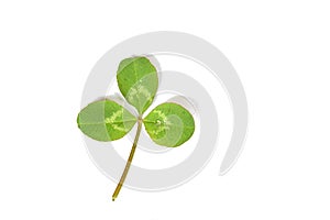 Clover leaf isolated not against white background