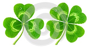 Clover leaf isolated on white