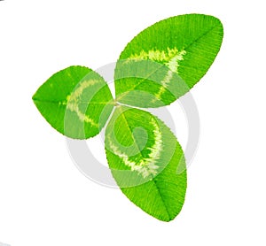 Clover leaf isolated on white. Green trefoil leaves.