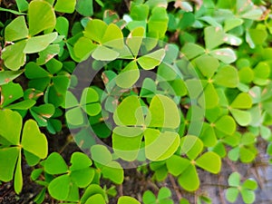 Clover leafs of lucks