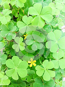 Clover leave and flower background