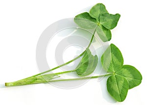 Clover Leaves