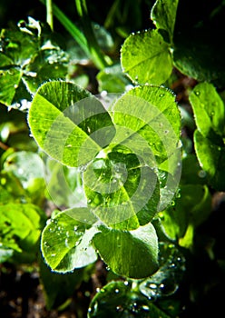 Clover leaves