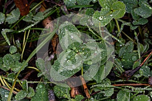 Clover leaves covered with transparent dew.