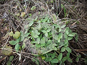 Clover leaves and dew