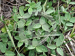 Clover leaves and dew