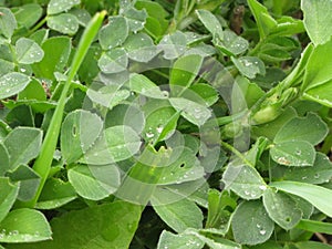 Clover leaves and dew