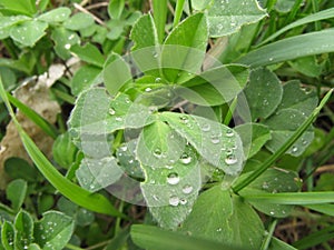 Clover leaves and dew