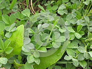 Clover leaves and dew