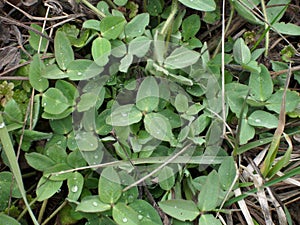 Clover leaves and dew
