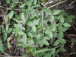 Clover leaves and dew