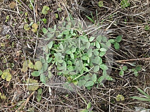 Clover leaves and dew