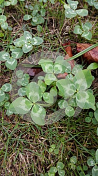 Clover leaves with dew drops