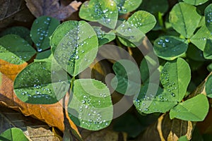 Clover leaves with drops of dew, texture, background