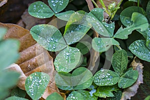 Clover leaves with drops of dew, texture, background