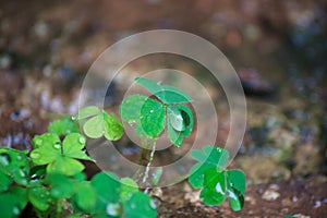 Clover leaves and drops of water in the rainy season