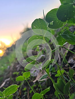 Clover leaves escort the setting sun. Evening meadow.