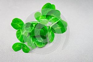 Clover leaves on a gray background with droplets of water. St.Patrick's Day.