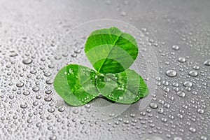 Clover leaves on a gray background with droplets of water. St.Patrick's Day.