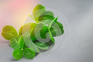 Clover leaves on a gray background with droplets of water. St.Patrick's Day.