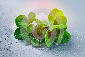 Clover leaves on a gray background with droplets of water. St.Patrick's Day.