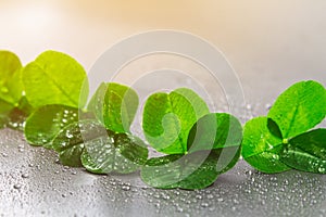 Clover leaves on a gray background with droplets of water. St.Patrick's Day.