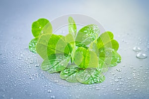 Clover leaves on a gray background with droplets of water. St.Patrick's Day.