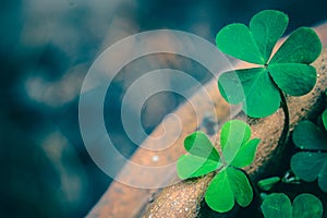 Clover Leaves for Green background