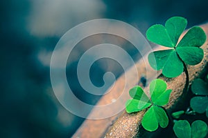 Clover Leaves for Green background