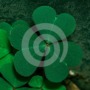 Clover Leaves for Green background with three-leaved shamrocks. st patrick`s day background