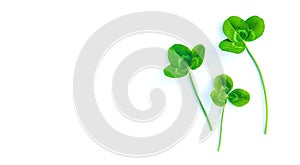 Clover leaves isolate on white background. St.Patrick 's Day. Selective focus.