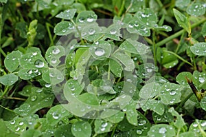 Clover leaves in raindrops. Beautiful natural background